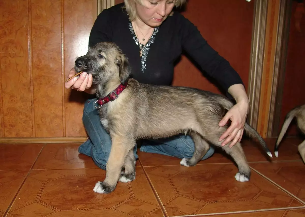 Irish Wolfhound (64 photos): character and relationship with man, description of the puppies of this breed of dogs and sizes, differences from the dirhaound 12329_20