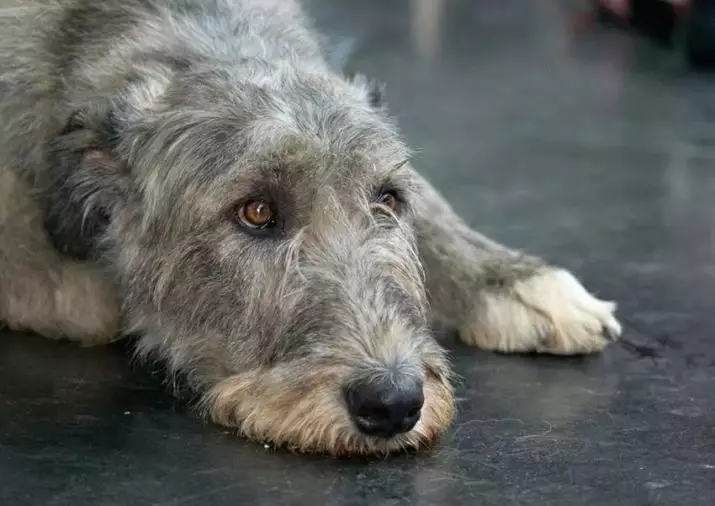 Irish Wolfhound (64 photos): character and relationship with man, description of the puppies of this breed of dogs and sizes, differences from the dirhaound 12329_24