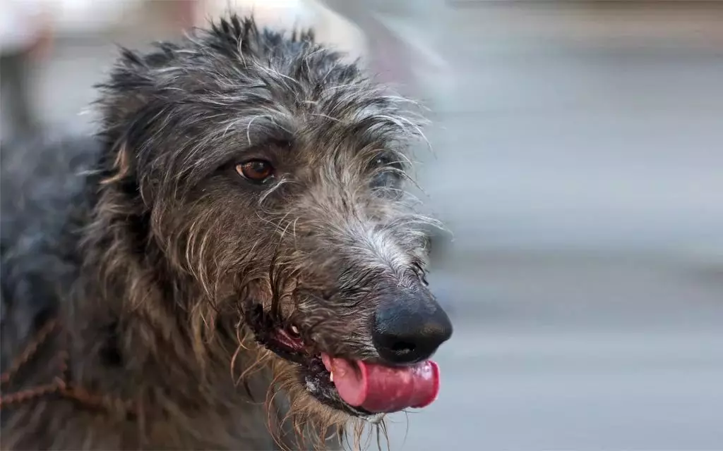 Irish Wolfhound (64 photos): character and relationship with man, description of the puppies of this breed of dogs and sizes, differences from the dirhaound 12329_27