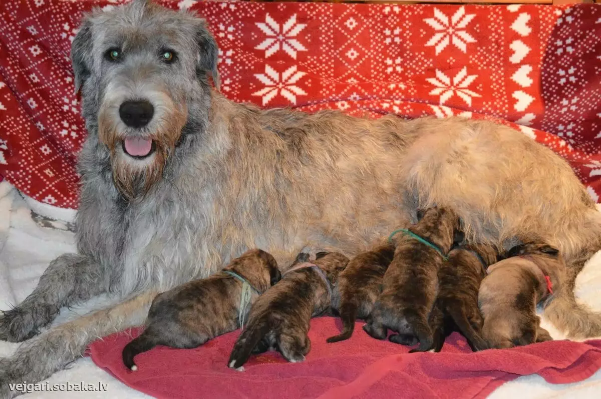 Irish Wolfhound (64 photos): character and relationship with man, description of the puppies of this breed of dogs and sizes, differences from the dirhaound 12329_32