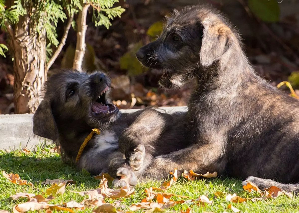 Irish Wolfhound (64 photos): character and relationship with man, description of the puppies of this breed of dogs and sizes, differences from the dirhaound 12329_34