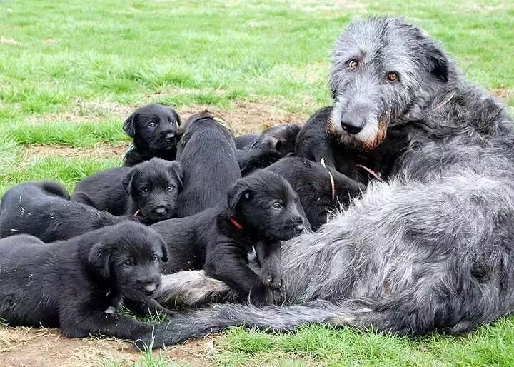 Irish Wolfhound (64 photos): character and relationship with man, description of the puppies of this breed of dogs and sizes, differences from the dirhaound 12329_35