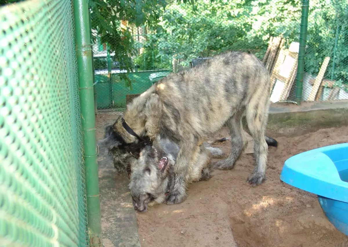 Irish Wolfhound (64 photos): character and relationship with man, description of the puppies of this breed of dogs and sizes, differences from the dirhaound 12329_37