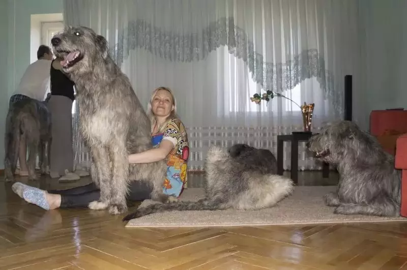 Irish Wolfhound (64 photos): character and relationship with man, description of the puppies of this breed of dogs and sizes, differences from the dirhaound 12329_39