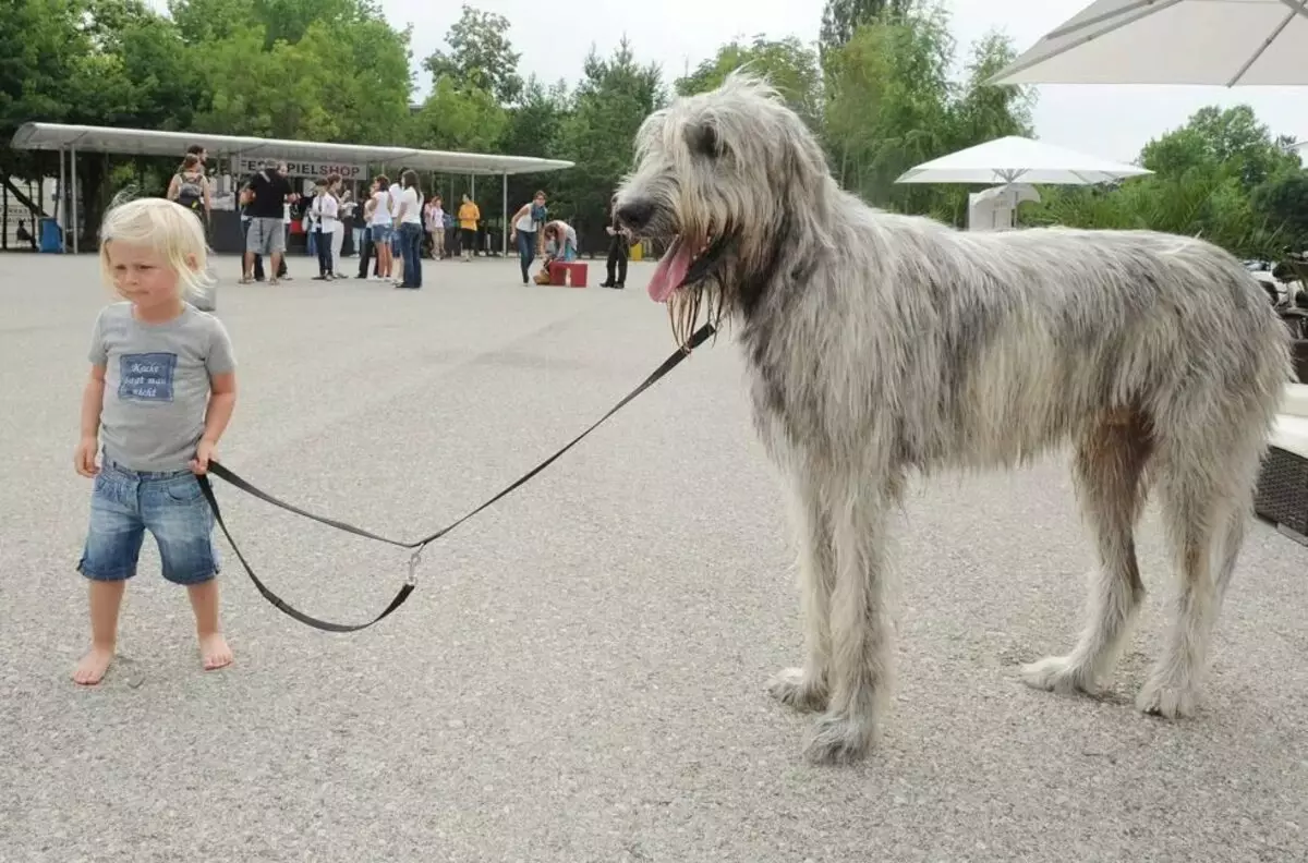 Irish Wolfhound (64 photos): character and relationship with man, description of the puppies of this breed of dogs and sizes, differences from the dirhaound 12329_44