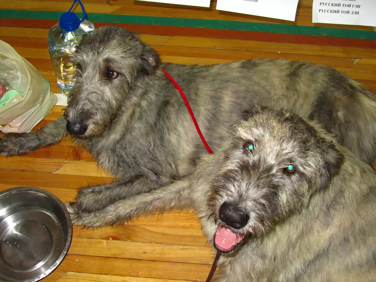 Irish Wolfhound (64 photos): character and relationship with man, description of the puppies of this breed of dogs and sizes, differences from the dirhaound 12329_53