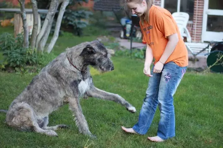 Irish Wolfhound (64 photos): character and relationship with man, description of the puppies of this breed of dogs and sizes, differences from the dirhaound 12329_59