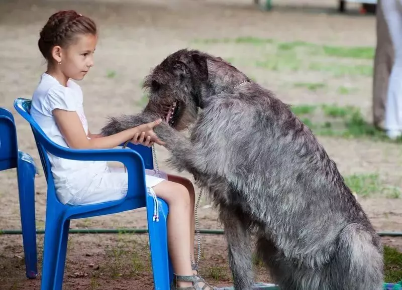 Irish Wolfhound (64 photos): character and relationship with man, description of the puppies of this breed of dogs and sizes, differences from the dirhaound 12329_60