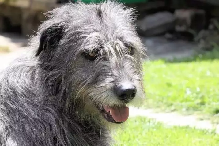 Irish Wolfhound (64 photos): character and relationship with man, description of the puppies of this breed of dogs and sizes, differences from the dirhaound 12329_64