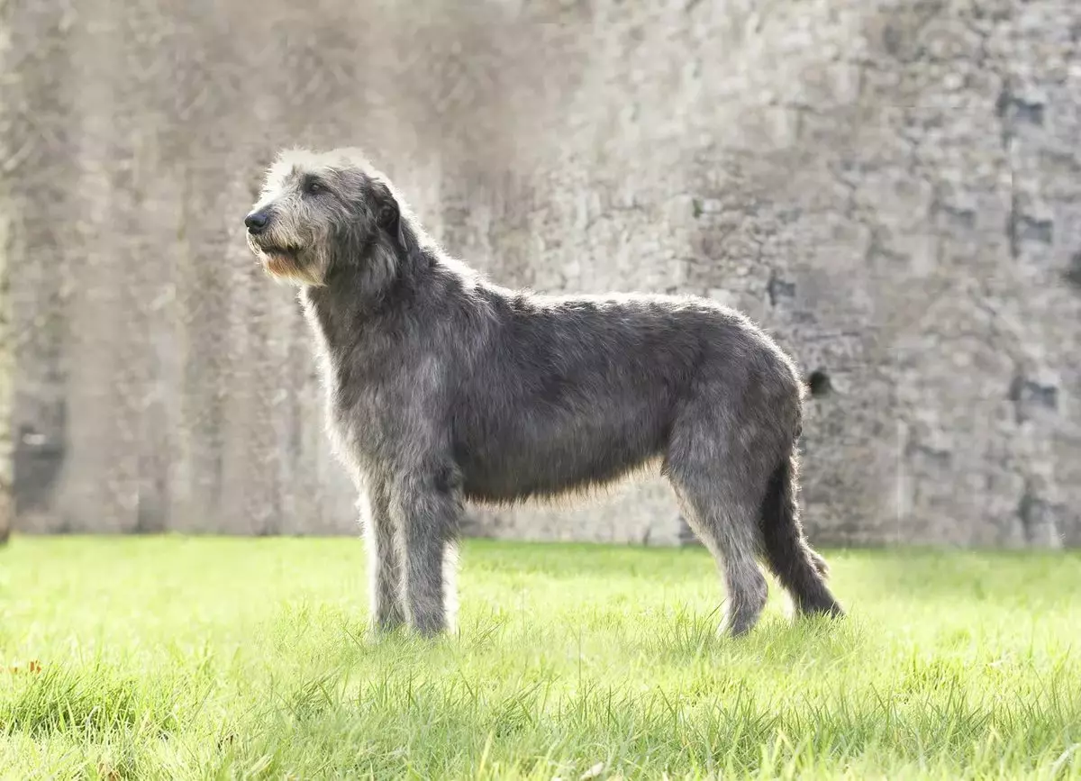 Irish Wolfhound (64 photos): character and relationship with man, description of the puppies of this breed of dogs and sizes, differences from the dirhaound 12329_9