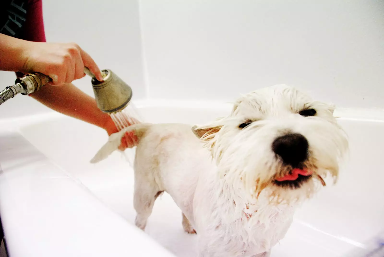 Сколько раз мыть собаку. Мытье собаки. Груминг собак. Грумминг для собак. Мытье для собак груминг.