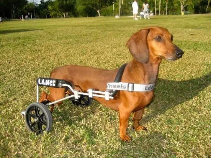 Кошница колички (33 снимки): Описание на плавателни колички за транспортиране на малки кучета порода 12342_10