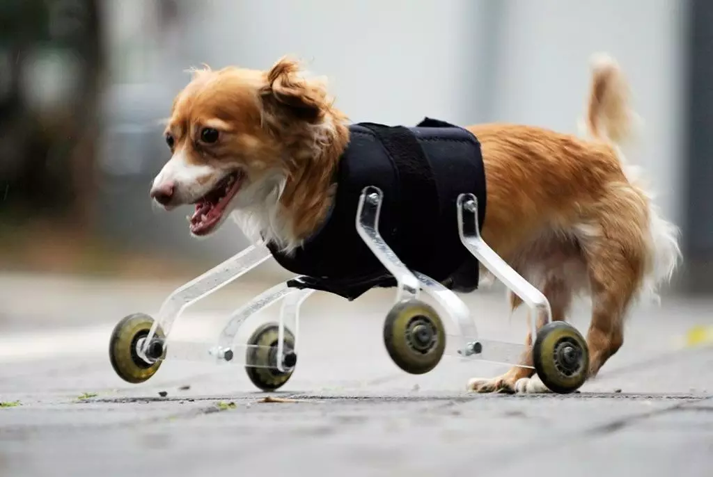 Wózki workowe (33 zdjęcia): Opis spacerowania przyjemności do transportu psów małych ras 12342_15