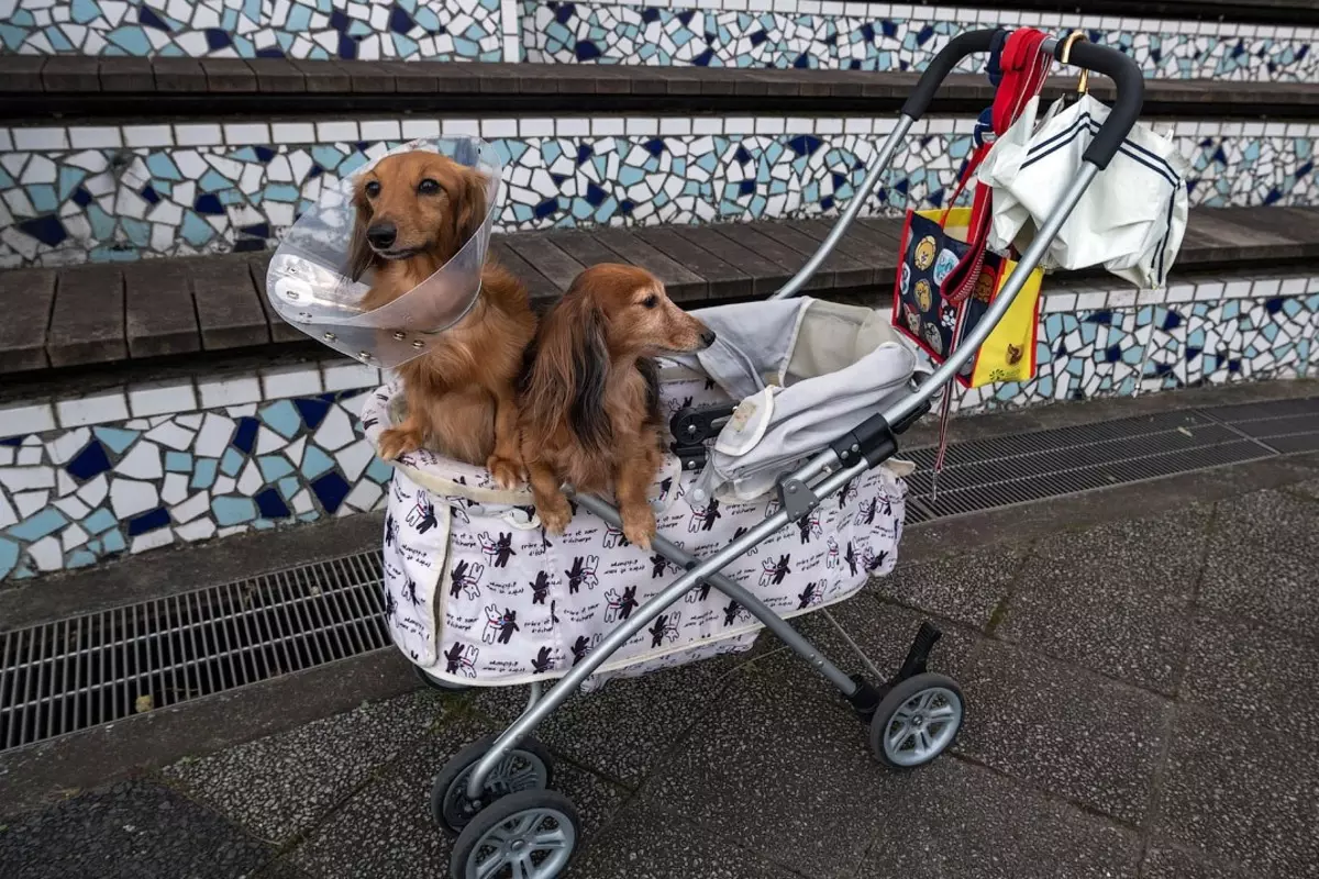 Wózki workowe (33 zdjęcia): Opis spacerowania przyjemności do transportu psów małych ras 12342_7
