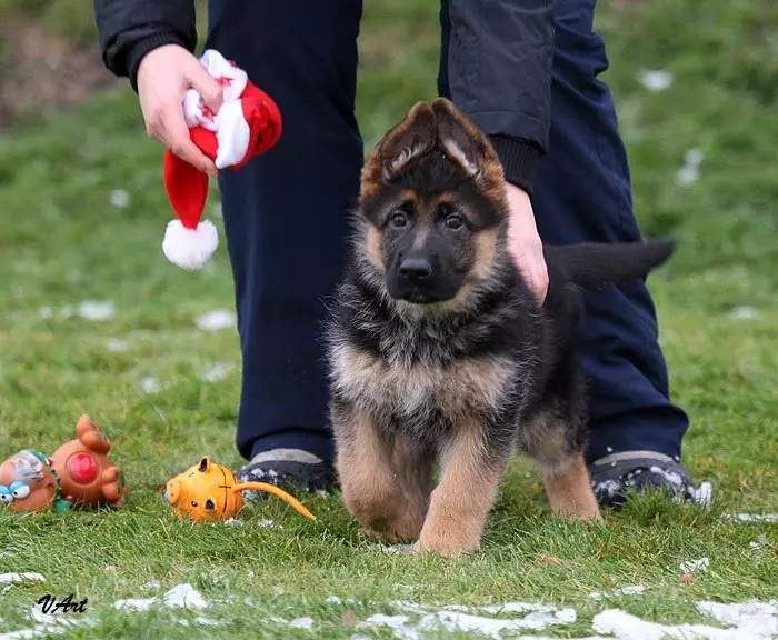 Vandre med en hund: Når og hvor mange ganger om dagen kan du gå med en valp? Hvordan å spy hunder? Trenger jeg å vaske potene etter en tur? 12344_10