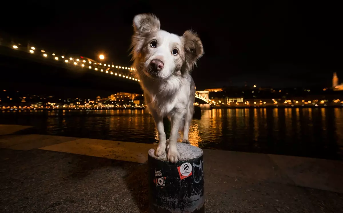 Marŝante kun hundo: Kiam kaj kiom da fojoj ĉiutage vi povas marŝi kun hundido? Kiel ĵeti hundojn? Ĉu mi bezonas lavi viajn piedojn post promeno? 12344_13