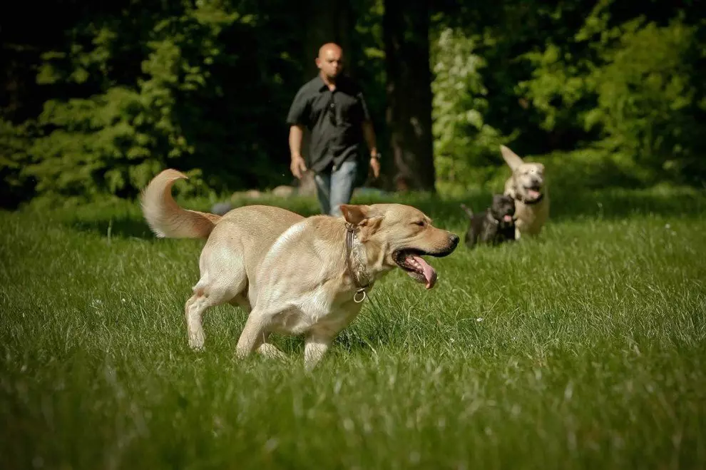 Vandre med en hund: Når og hvor mange ganger om dagen kan du gå med en valp? Hvordan å spy hunder? Trenger jeg å vaske potene etter en tur? 12344_14