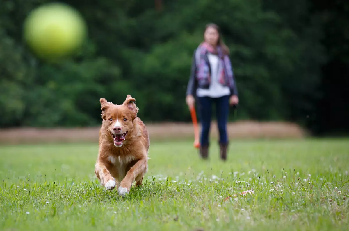 Mei in hûn kuierje: Wannear en hoefolle kearen deis kinne jo mei in puppy rinne? Hoe kinne jo hûnen spuie? Moat ik jo poaten waskje nei in kuier? 12344_15