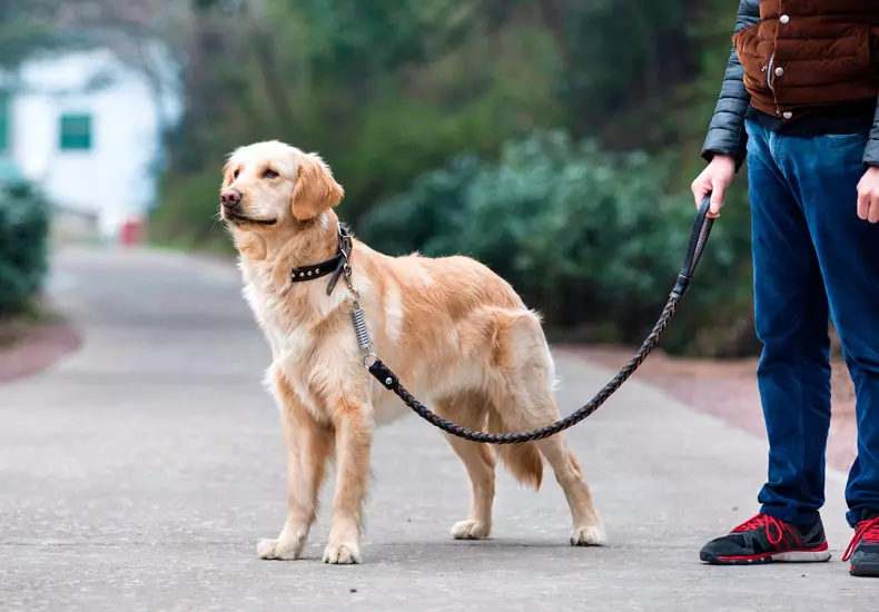 Wandelen met een hond: wanneer en hoe vaak je kunt lopen met een puppy? Hoe honden te spuwen? Moet ik je poten na een wandeling wassen? 12344_17