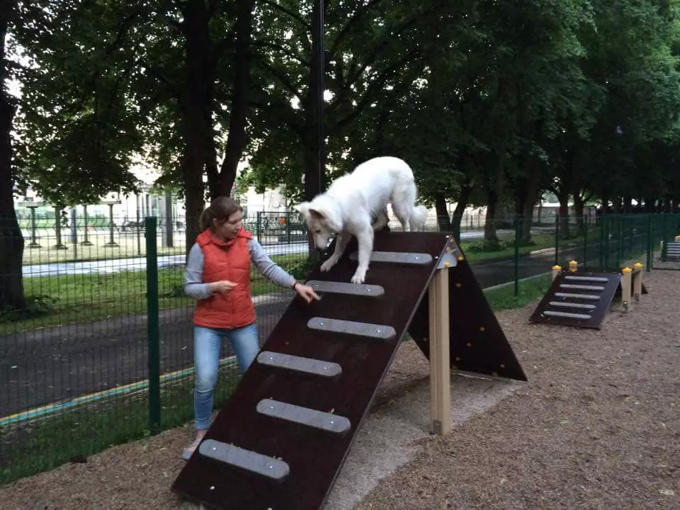 Vandre med en hund: Når og hvor mange ganger om dagen kan du gå med en valp? Hvordan å spy hunder? Trenger jeg å vaske potene etter en tur? 12344_18