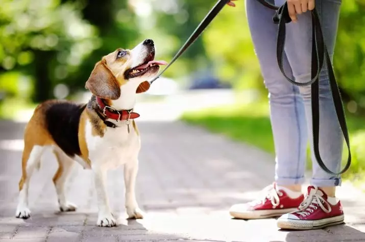 Marcher avec un chien: quand et combien de fois par jour, vous pouvez marcher avec un chiot? Comment cracher de chiens? Ai-je besoin de laver vos pattes après une promenade? 12344_2