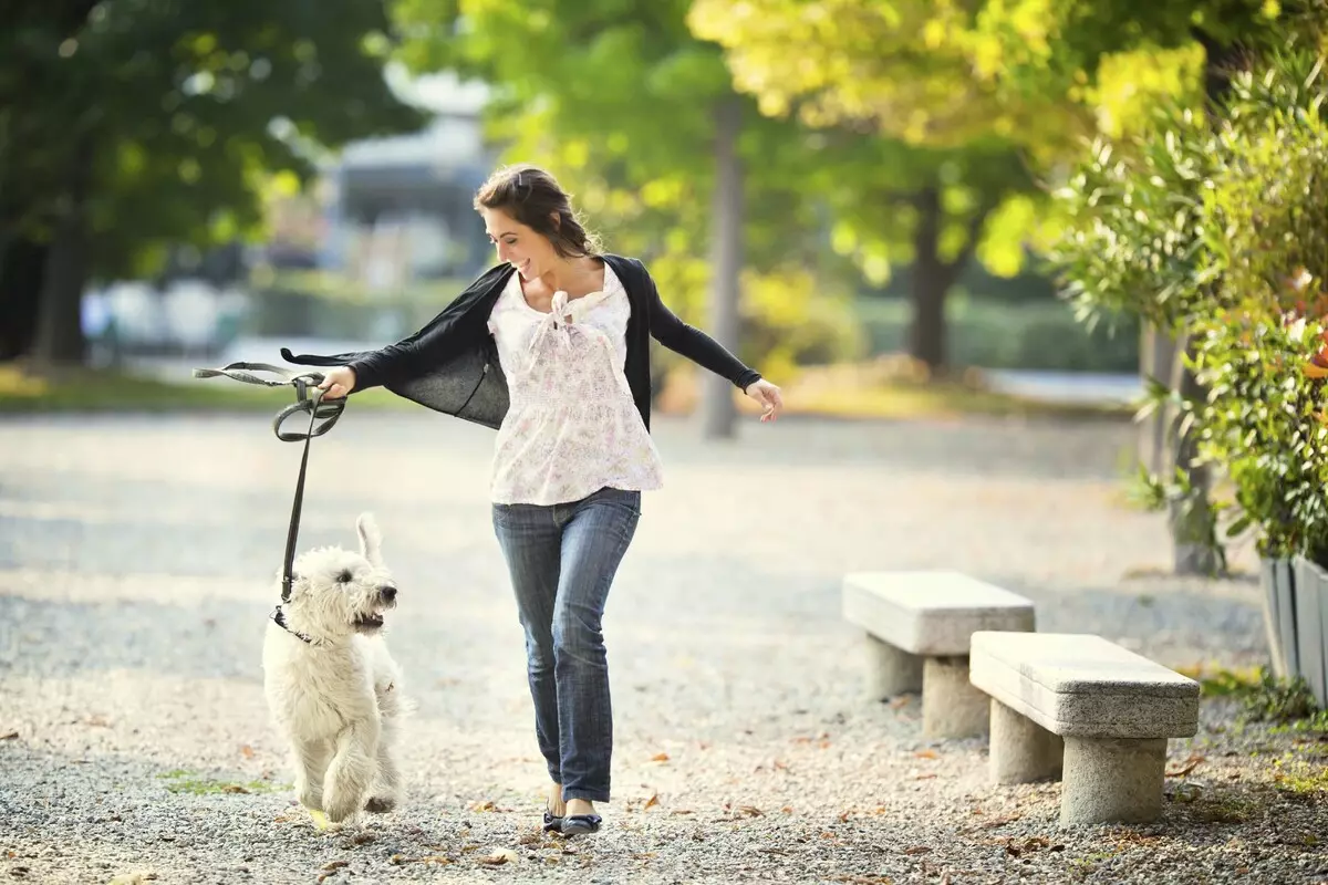 Marŝante kun hundo: Kiam kaj kiom da fojoj ĉiutage vi povas marŝi kun hundido? Kiel ĵeti hundojn? Ĉu mi bezonas lavi viajn piedojn post promeno? 12344_21