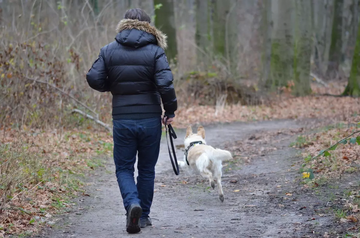 개로 걷기 : 하루에 언제 얼마나 많은 시간을 걷고 있습니까? 개를 뿜어내는 방법? 산책 후 발을 씻어야합니까? 12344_22