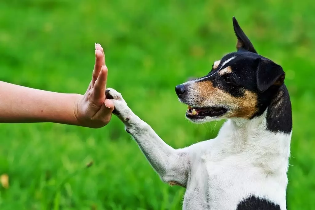 Mei in hûn kuierje: Wannear en hoefolle kearen deis kinne jo mei in puppy rinne? Hoe kinne jo hûnen spuie? Moat ik jo poaten waskje nei in kuier? 12344_26