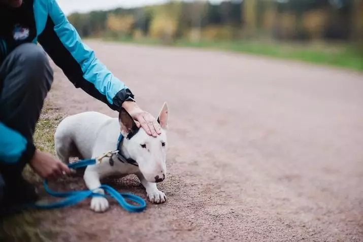 Vandre med en hund: Når og hvor mange ganger om dagen kan du gå med en valp? Hvordan å spy hunder? Trenger jeg å vaske potene etter en tur? 12344_3