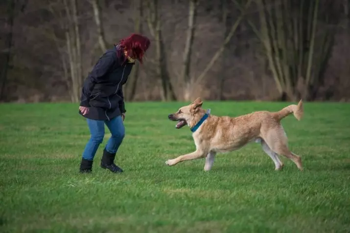 Chodzenie z psem: Kiedy i ile razy dziennie możesz chodzić z szczeniakiem? Jak spłodzić psy? Czy muszę umyć łapy po spacerze? 12344_5