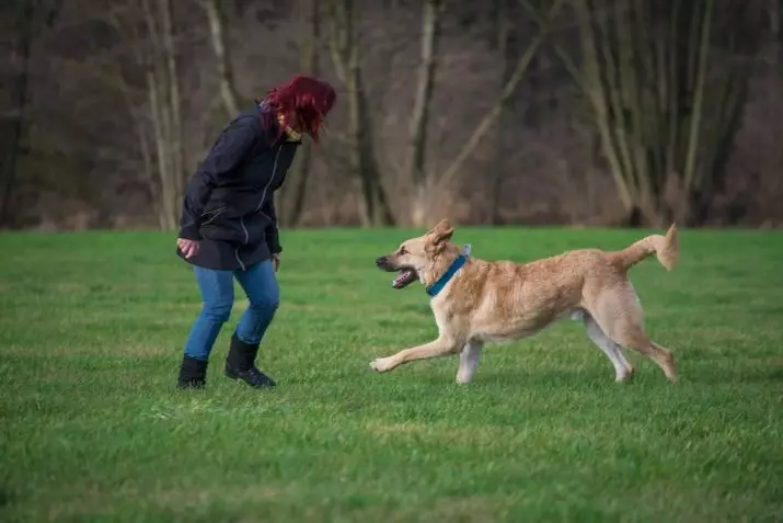 Ag siúl le madra: Cathain agus cá mhéad uair sa lá is féidir leat siúl le puppy? Conas madraí a dhíspreagadh? An gá dom do lapaí a ní tar éis siúlóid? 12344_5