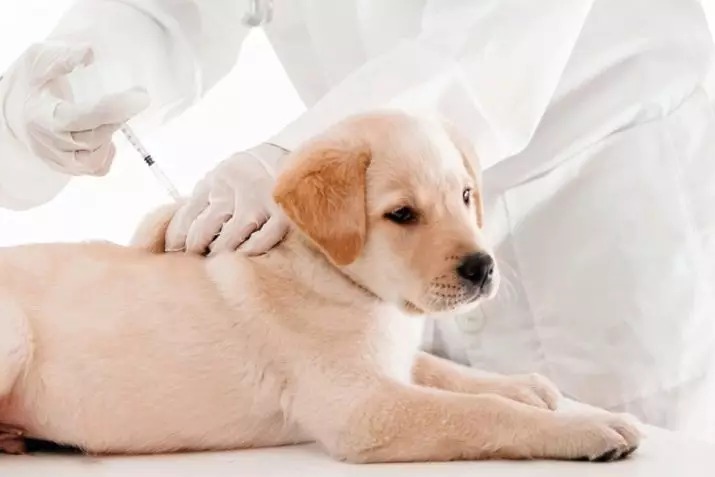 Marcher avec un chien: quand et combien de fois par jour, vous pouvez marcher avec un chiot? Comment cracher de chiens? Ai-je besoin de laver vos pattes après une promenade? 12344_6