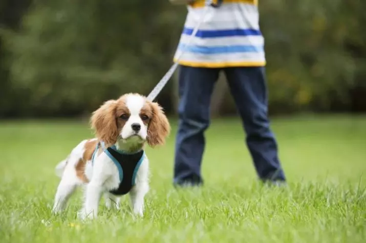 Wandelen met een hond: wanneer en hoe vaak je kunt lopen met een puppy? Hoe honden te spuwen? Moet ik je poten na een wandeling wassen? 12344_7