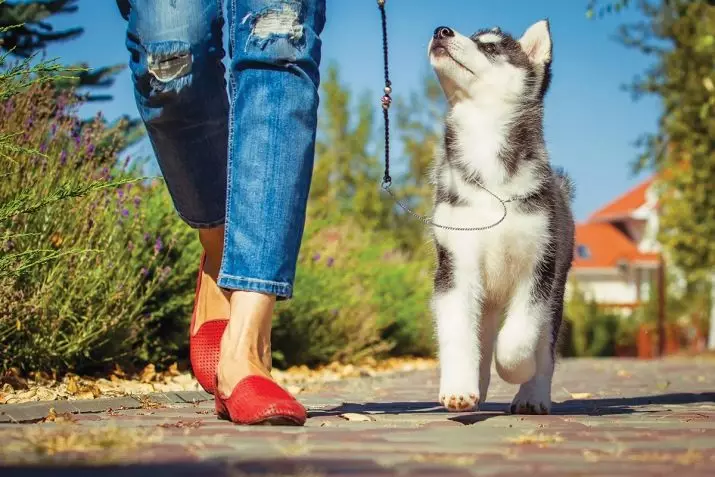 Marcher avec un chien: quand et combien de fois par jour, vous pouvez marcher avec un chiot? Comment cracher de chiens? Ai-je besoin de laver vos pattes après une promenade? 12344_8
