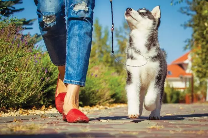 Går med en hund: När och hur många gånger om dagen kan du gå med en valp? Hur spyar hundar? Behöver jag tvätta dina tassar efter en promenad? 12344_8