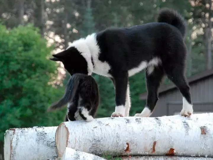 Ведмежа карельська собака (42 фото): опис лайки, зміст породи, годування і догляд 12346_13