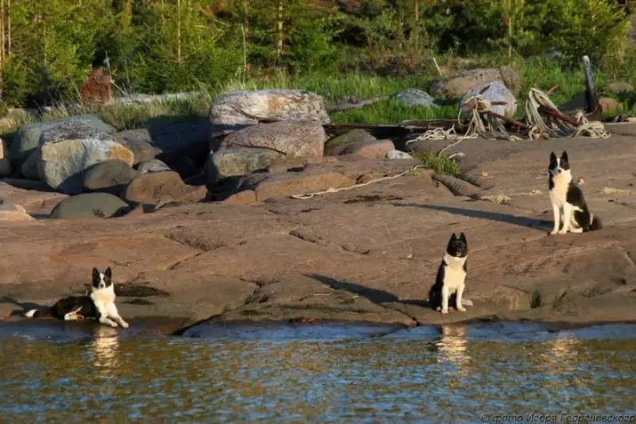 Bear Karelian Dog (42 argazki): Husky, arraza edukia, elikadura eta arreta deskribatzea 12346_19