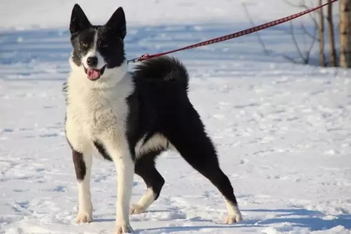 Karelian Dog (42 ခု) - အခွံ, ဖောက်ခြင်းအကြောင်းအရာ, အစာကျွေးခြင်းနှင့်စောင့်ရှောက်မှု၏ဖော်ပြချက် 12346_2