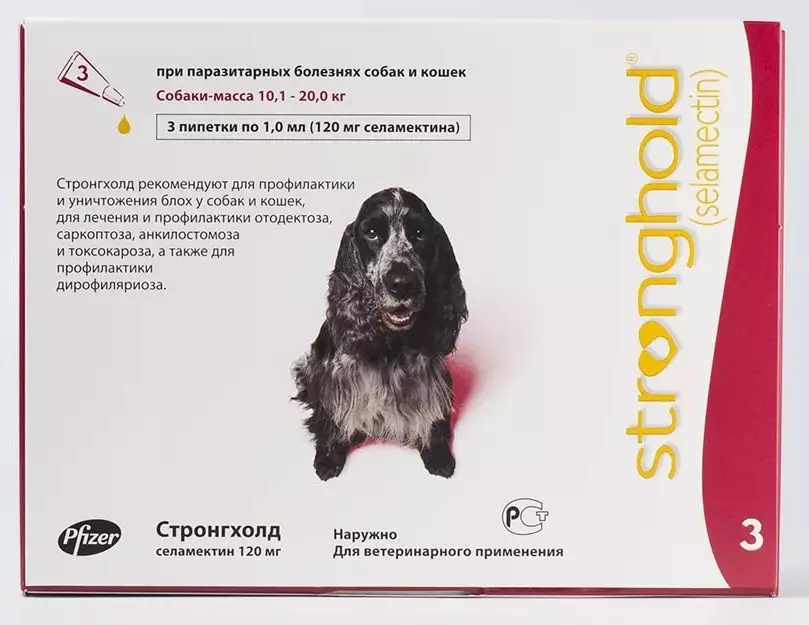 Beruang Karelian Dog (42 foto): Deskripsi konten husky, breed, memberi makan dan perawatan 12346_21