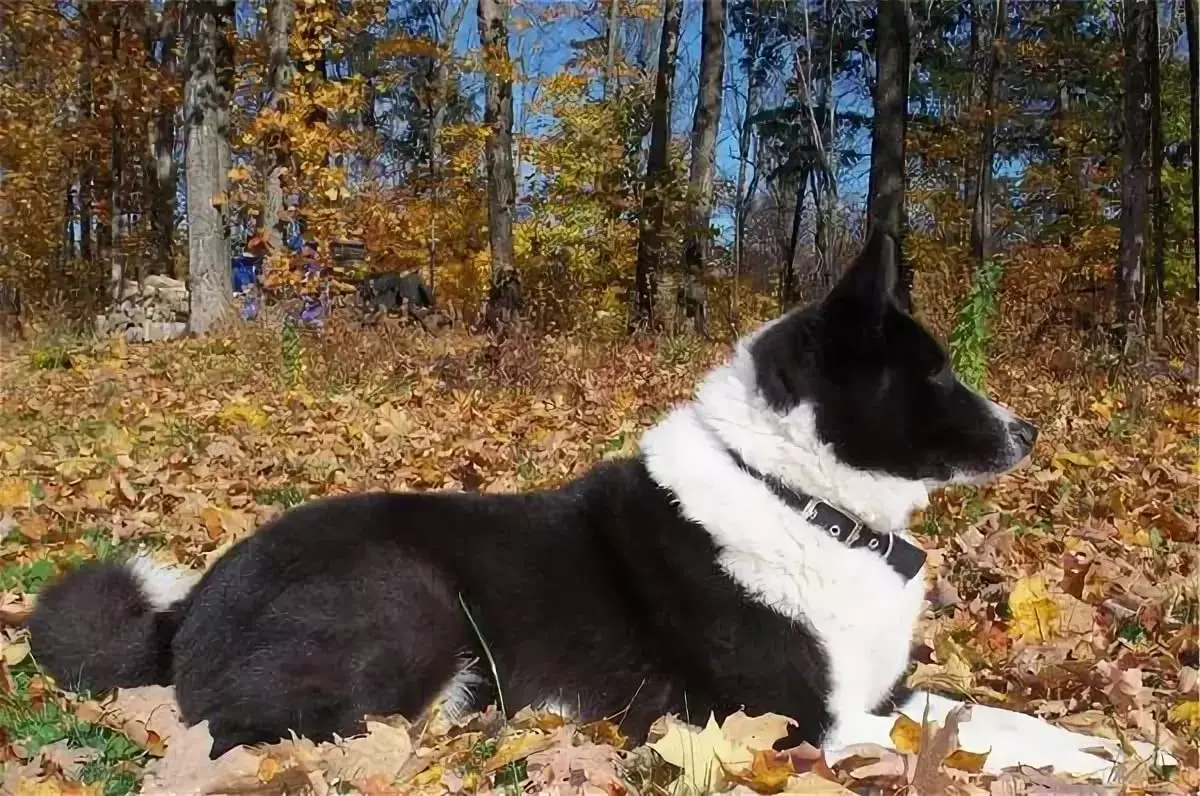 Bear Karelian Dog (Picha 42): Maelezo ya Husky, Maudhui ya Kuzaliwa, Kulisha na Care 12346_3