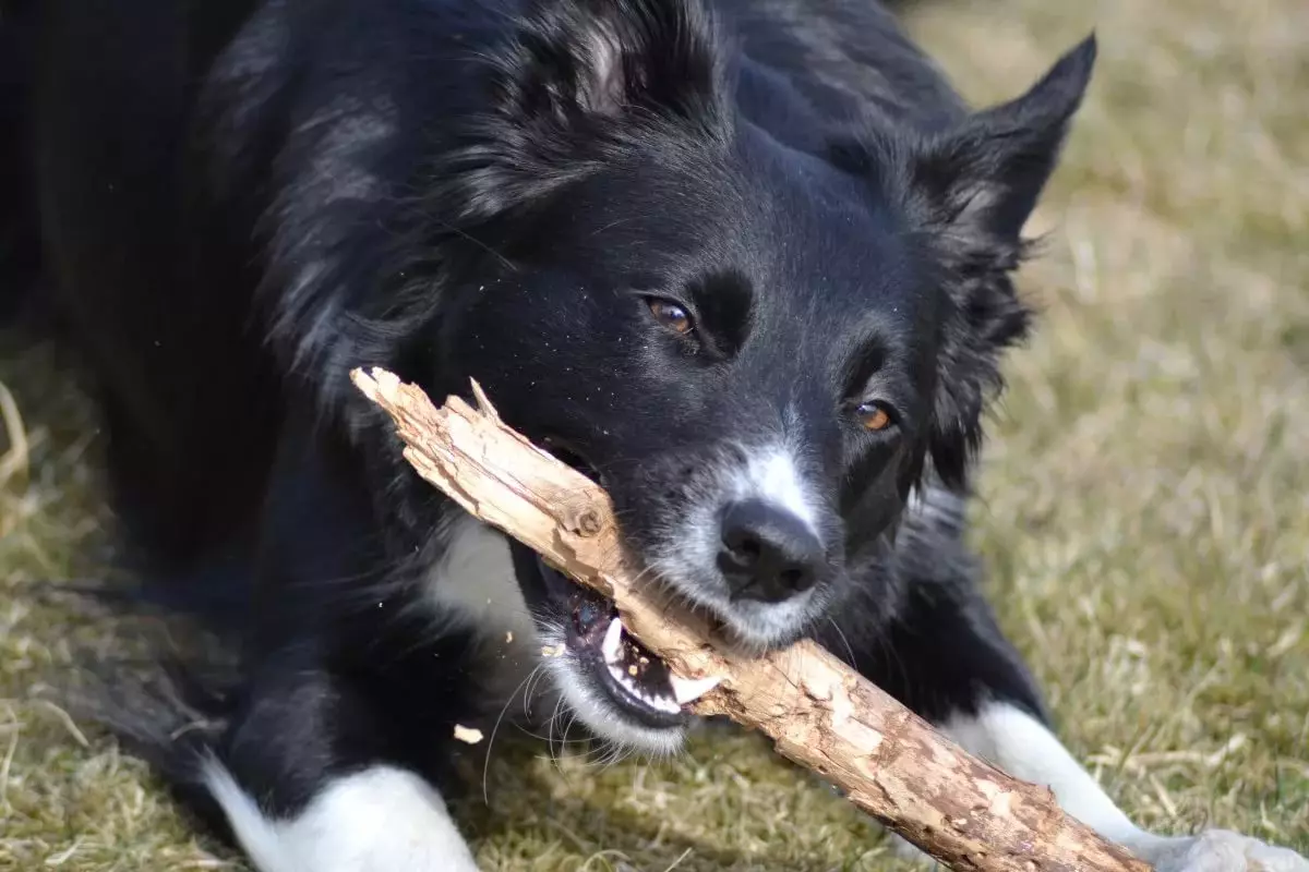 Bear Karelian dog (42 mga larawan): Paglalarawan ng husky, lahi ng lahi, pagpapakain at pangangalaga 12346_39