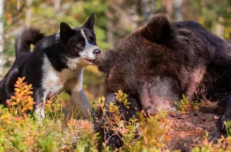 Bear Karelian Dog（42張照片）：赫斯基，品種內容，餵養和護理描述 12346_4