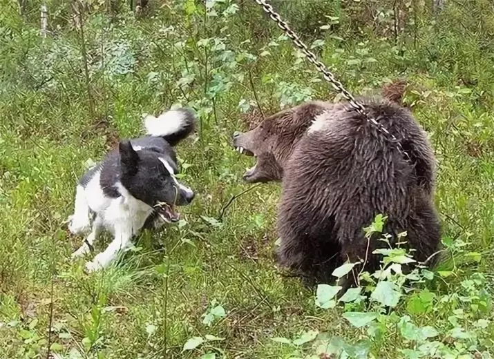 Bear Karelian Dog (Picha 42): Maelezo ya Husky, Maudhui ya Kuzaliwa, Kulisha na Care 12346_42