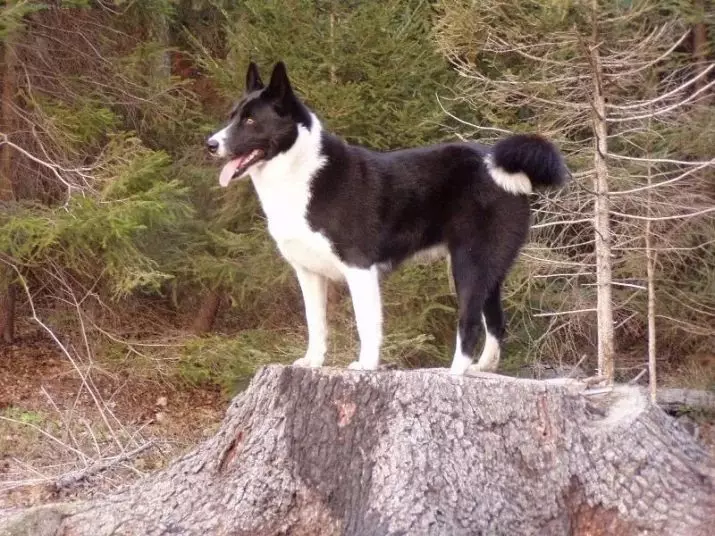 Bär Karelian hund (42 foton): Beskrivning av Husky, ras innehåll, utfodring och vård 12346_6