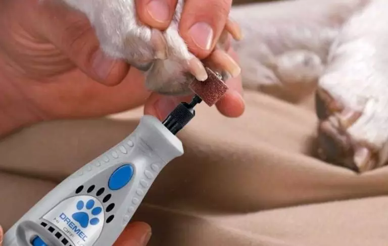 Slitters para cães (34 fotos): Cunter com limitador, matas elétricas e outros tipos. Como escolher uma tesoura para garras de cães grandes e pequenos? 12348_10