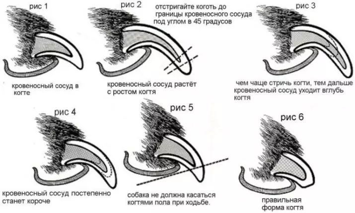 Когтерезки для сабак (34 фота): когтерез з абмежавальнікам, электрычныя когтеточку і іншыя віды. Як выбраць нажніцы для кіпцюроў буйных і дробных сабак? 12348_11