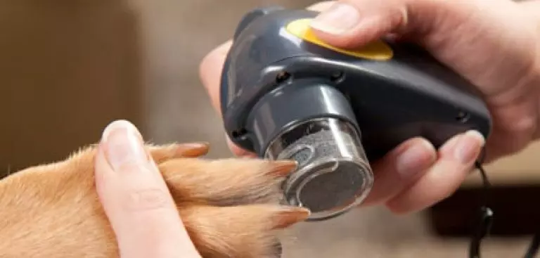 Slitters para cães (34 fotos): Cunter com limitador, matas elétricas e outros tipos. Como escolher uma tesoura para garras de cães grandes e pequenos? 12348_28