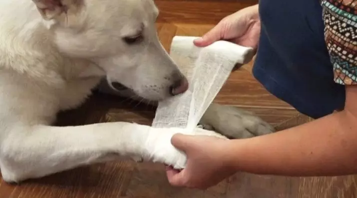 Slitters para cães (34 fotos): Cunter com limitador, matas elétricas e outros tipos. Como escolher uma tesoura para garras de cães grandes e pequenos? 12348_34