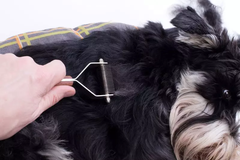 Anjing potong rambut (34 foto): Cara memotong seekor anjing di rumah? Alat dan meja untuk pengupasan. Bagaimana cara memotong anak anjing dengan gunting? Apa kombinasi nama untuk dipangkas? 12351_11
