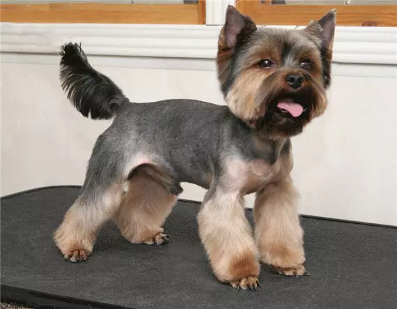 Haircut hunder (34 bilder): Hvordan kutte en hund hjemme? Verktøy og bord for stripping. Hvordan kutte en valp med saks? Hva er navnet kombinasjon for trimning? 12351_12